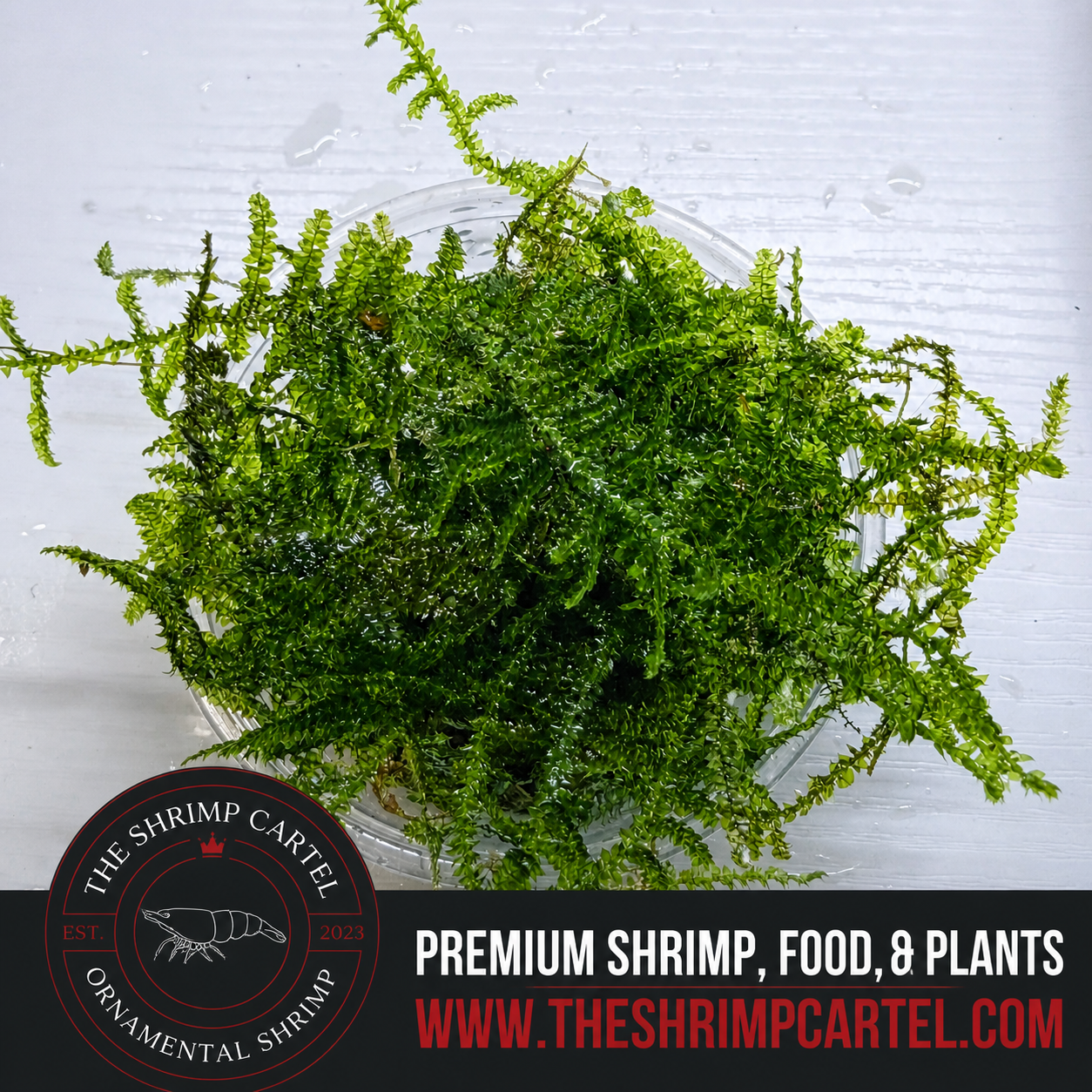 Large portion of Christmas Moss. 2 cups of 3.25 oz each. Submerged