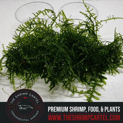 Large portion of Christmas Moss. 2 cups of 3.25 oz each. Submerged