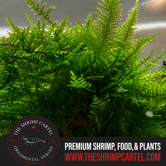 Large portion of Christmas Moss. 2 cups of 3.25 oz each. Submerged