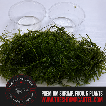 Large portion of Java Moss. 2 cups of 3.25 oz each. Submerged