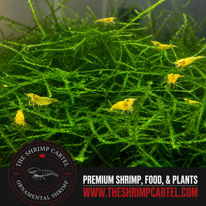 Large portion of Java Moss. 2 cups of 3.25 oz each. Submerged