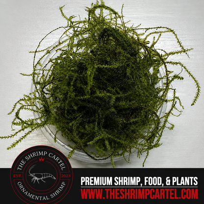 Large portion of Java Moss. 2 cups of 3.25 oz each. Submerged
