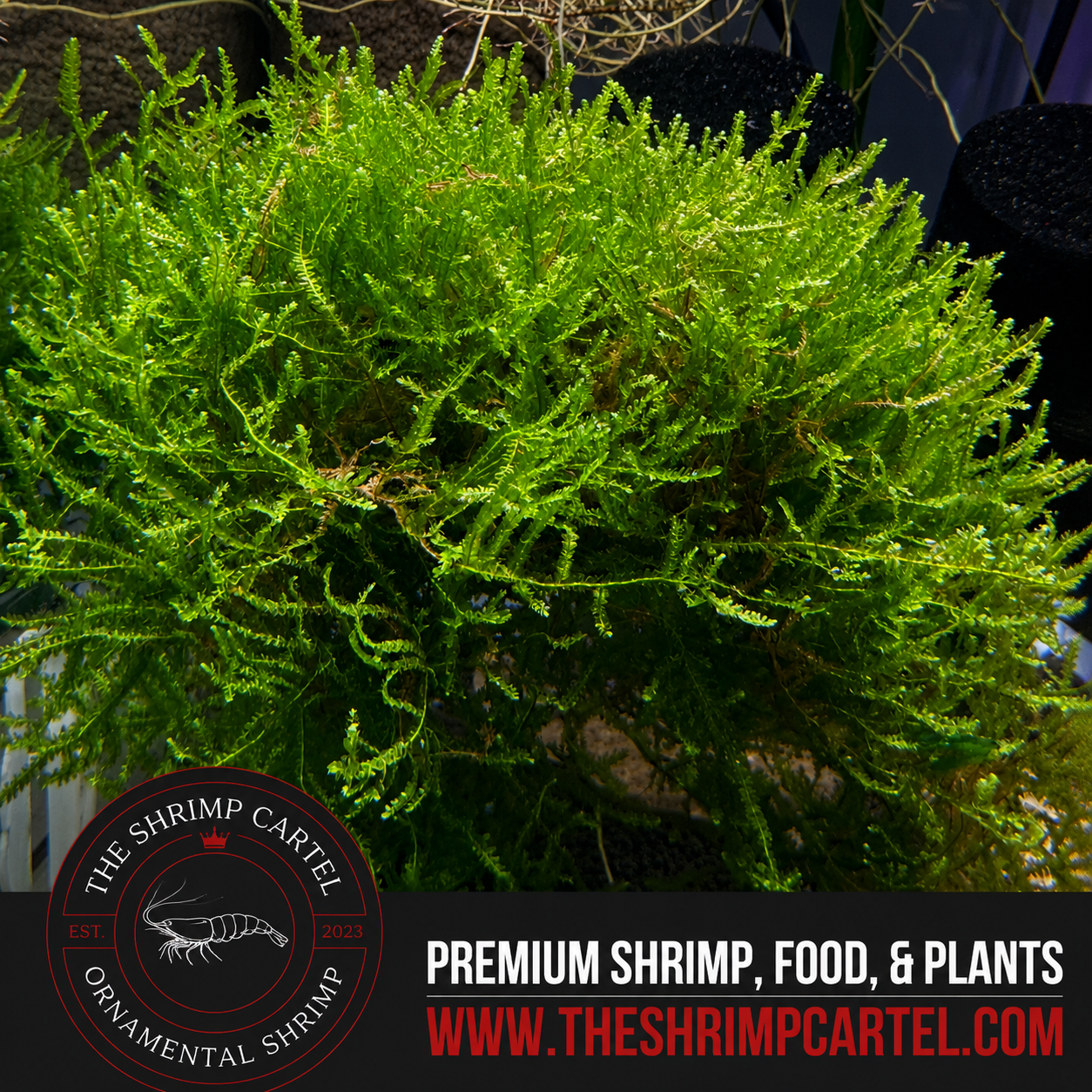 Large portion of Java Moss. 2 cups of 3.25 oz each. Submerged