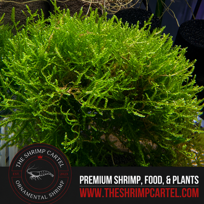 Large portion of Java Moss. 2 cups of 3.25 oz each. Submerged