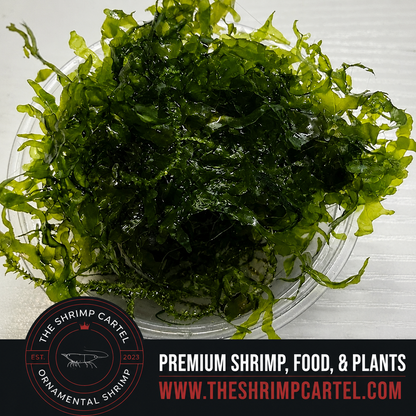Large portion of Süsswassertang Moss. 2 cups of 3.25 oz each. Submerged