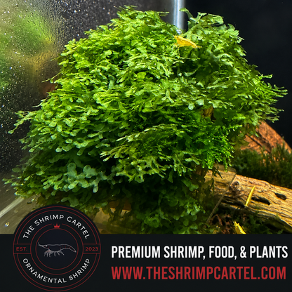 Large portion of Süsswassertang Moss. 2 cups of 3.25 oz each. Submerged