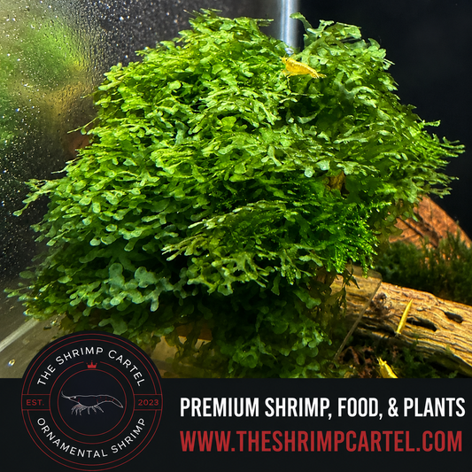 Large portion of Süsswassertang Moss. 2 cups of 3.25 oz each. Submerged