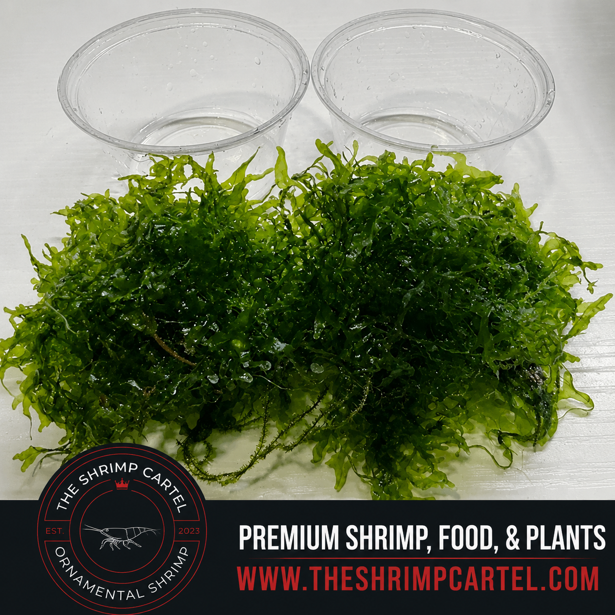 Large portion of Süsswassertang Moss. 2 cups of 3.25 oz each. Submerged