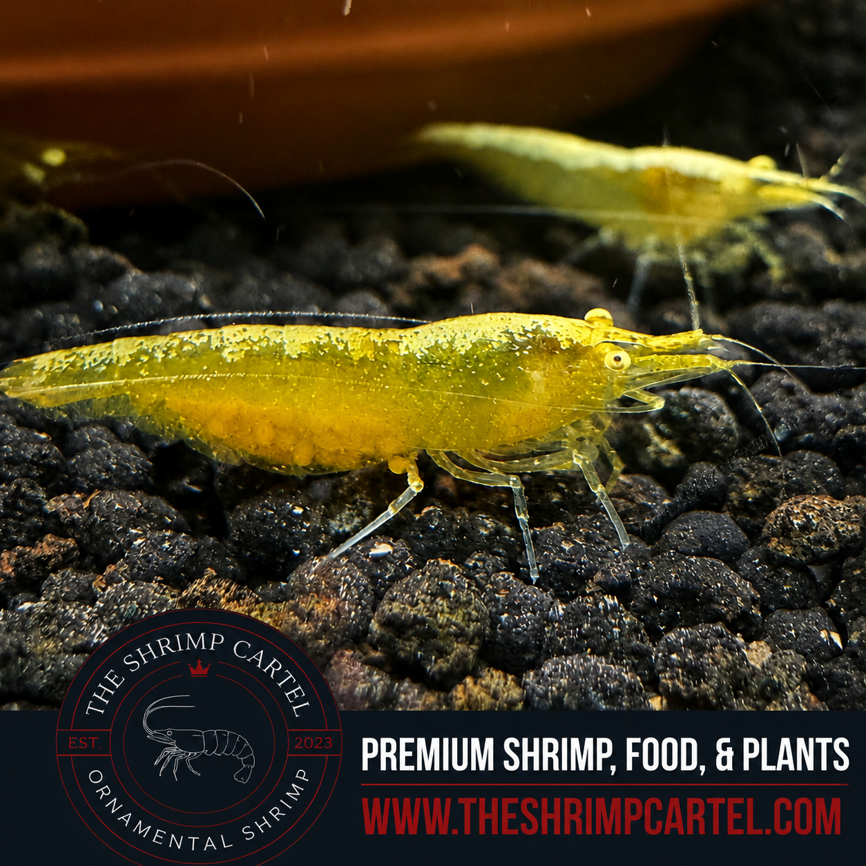 Yellow Eye - Yellow Golden Back Neocaridina Shrimp  | Premium Grade | Homebred | USA