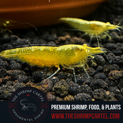 Yellow Eye - Yellow Golden Back Neocaridina Shrimp  | Premium Grade | Homebred | USA