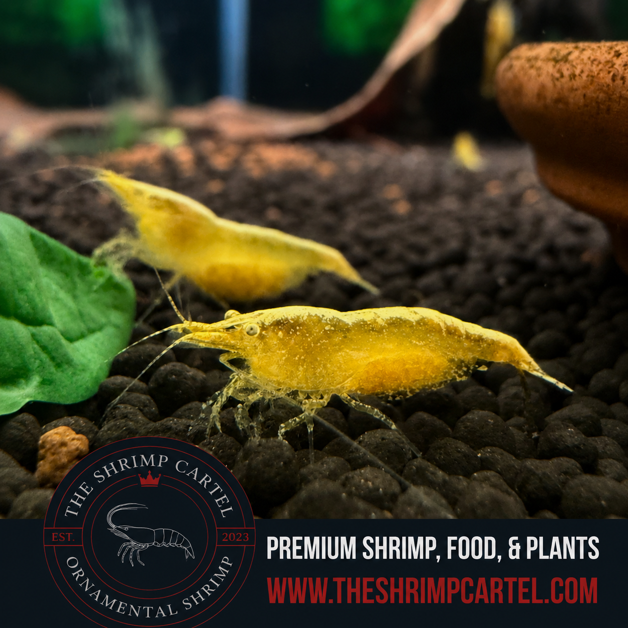 Yellow Eye - Yellow Golden Back Neocaridina Shrimp  | Premium Grade | Homebred | USA