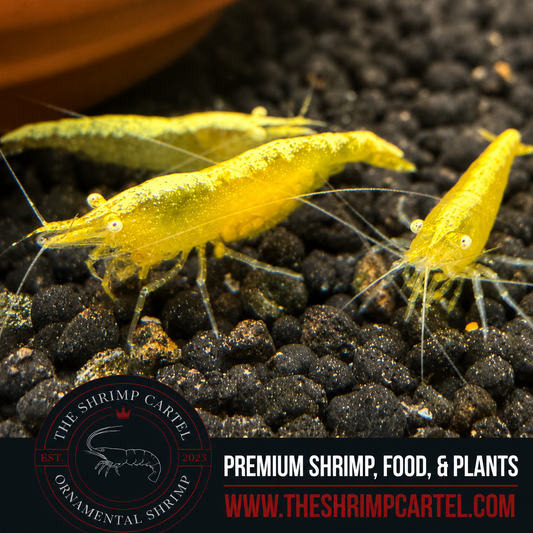 Yellow Eye - Yellow Golden Back Neocaridina Shrimp  | Premium Grade | Homebred | USA