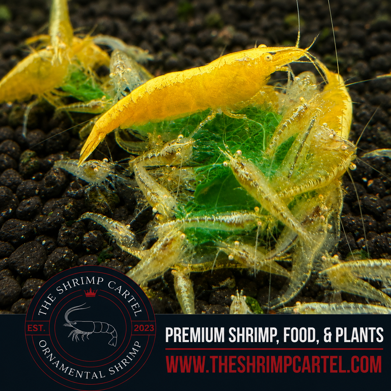 Yellow Eye - Yellow Golden Back Neocaridina Shrimp  | Premium Grade | Homebred | USA