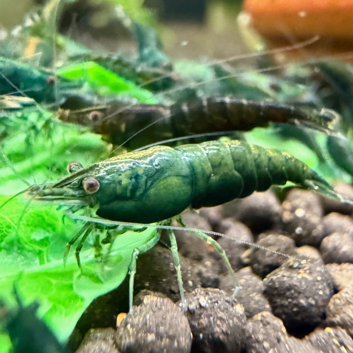 Green Jade Shrimp - Premium Grade | Homebred | USA