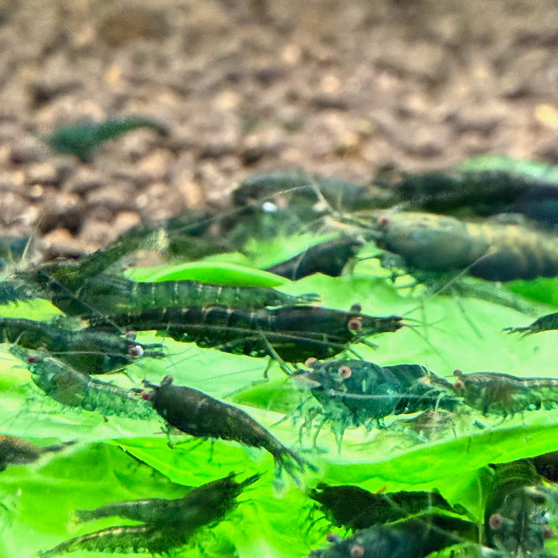 Green Jade Shrimp - Premium Grade | Homebred | USA