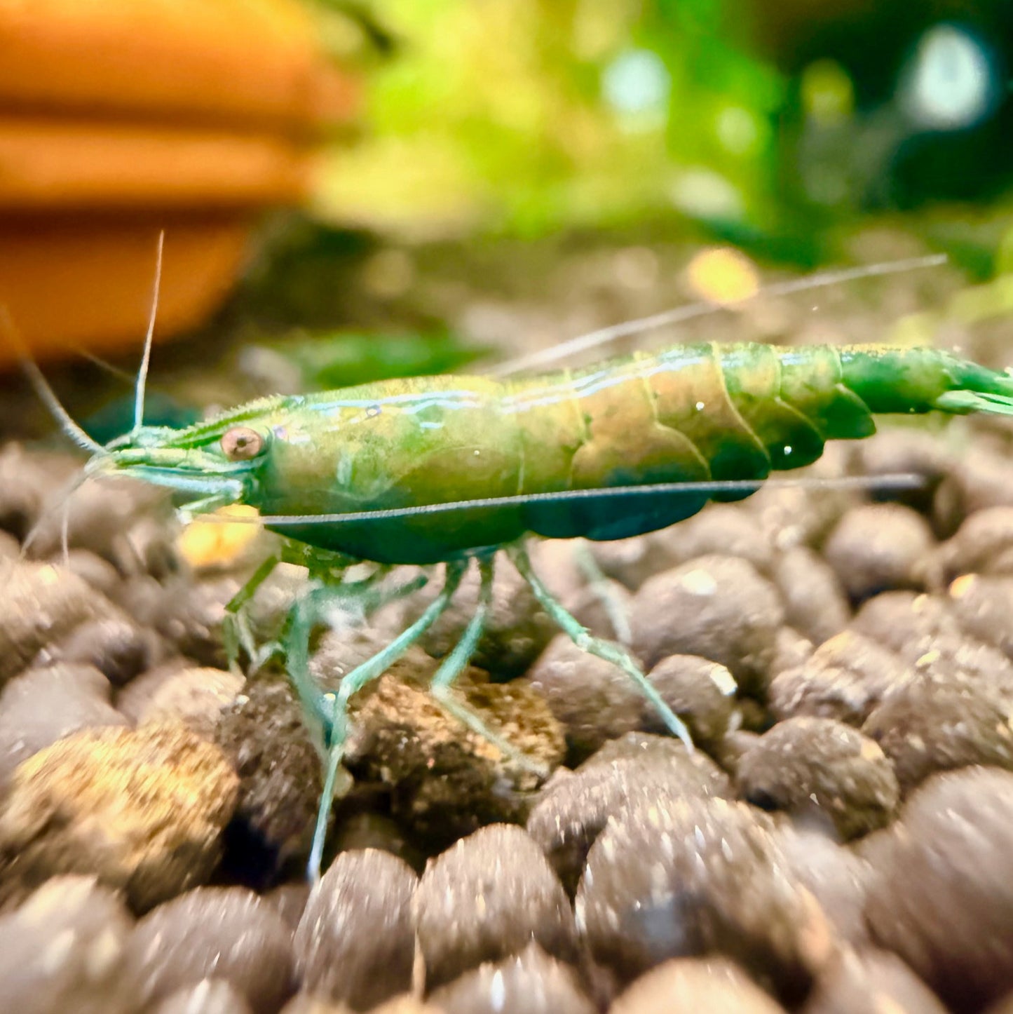 Green Jade Shrimp - Premium Grade | Homebred | USA