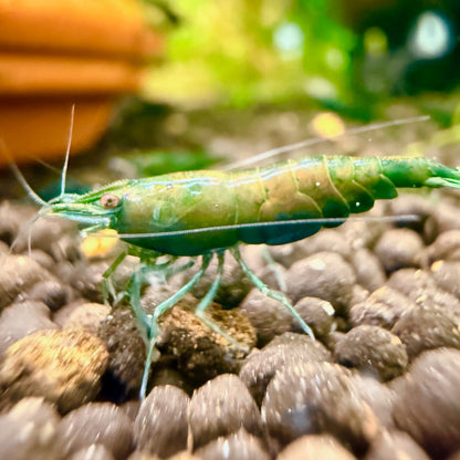Green Jade Shrimp - Premium Grade | Homebred | USA