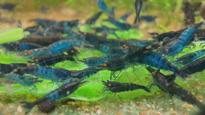 Orange Eye Blue Demon - Michael Häsler Neocaridina line | Premium Grade | Homebred | USA