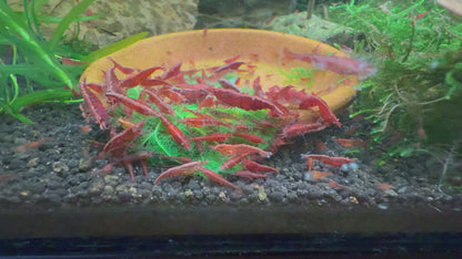 Dark Bloody Mary Shrimp | Premium Grade | Homebred | USA