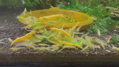 Yellow Eye - Yellow Golden Back Neocaridina Shrimp  | Premium Grade | Homebred | USA