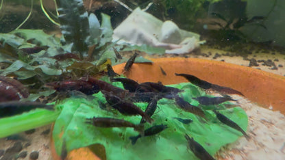 Black Rose Shrimp | Premium Grade | Homebred | USA