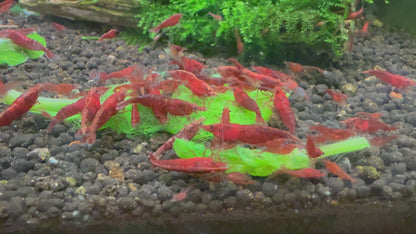 Fire Red Shrimp | Premium Grade | Homebred | USA