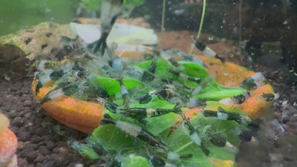 Green Rili Shrimp | Premium Grade | Homebred | USA