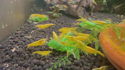 Yellow Golden Back Shrimp | Premium Grade | Homebred | USA