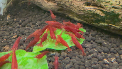 Orange Eye Red Demon - Michael Häsler Neocaridina line | Premium Grade | Homebred | USA