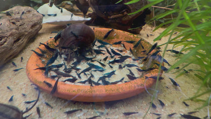 Blue Diamond Shrimp | Premium Grade | Homebred | USA