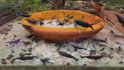 Orange Eye Black Demon - Michael Häsler Neocaridina line | Premium Grade | Homebred | USA