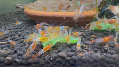 Orange Rili Shrimp | Premium Grade | Homebred | USA